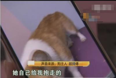 宠物店老板副业号易号卡分销 宠物主人变现